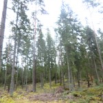 S skog