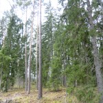 S skog