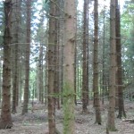 S1 skog