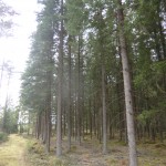 Skog