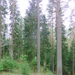 Skog