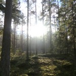 Skog i motljus