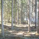 Skog