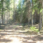 Skogsväg