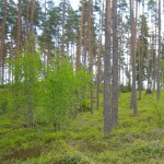 Tall skog