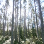 Tall skog