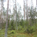 Tall skog