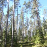 Tallskog