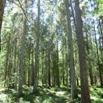 gamel skog
