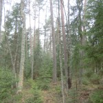 skog